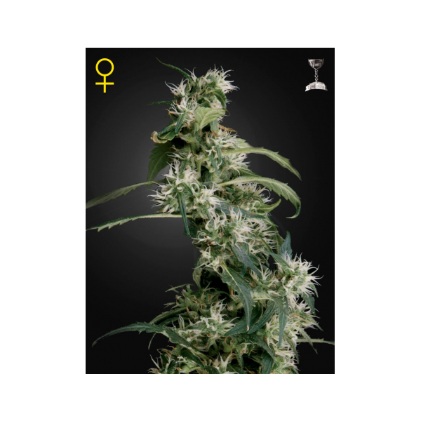 Arjan's Ultra Haze No.2 