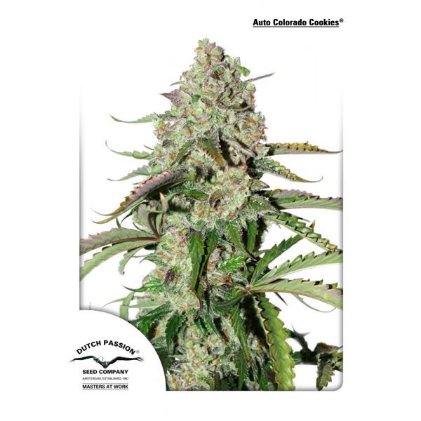 Auto Colorado Cookies