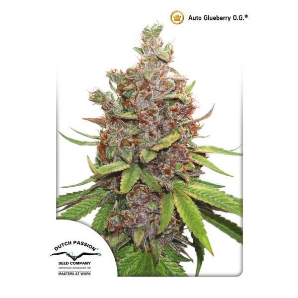 Auto Glueberry OG