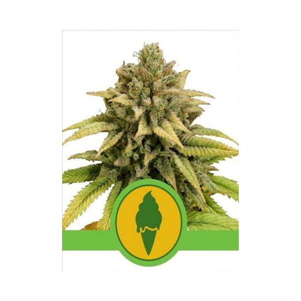 Green Gellato Automatic 