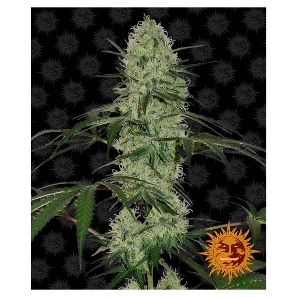 Auto Tangerine Dream