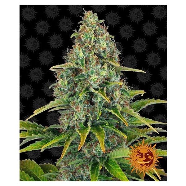 Blueberry Cheese Auto 