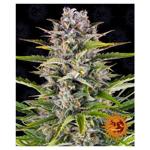 Gorilla Zkittles Auto 