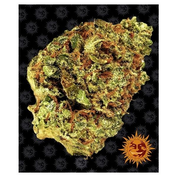 Watermelon Zkittles Auto 