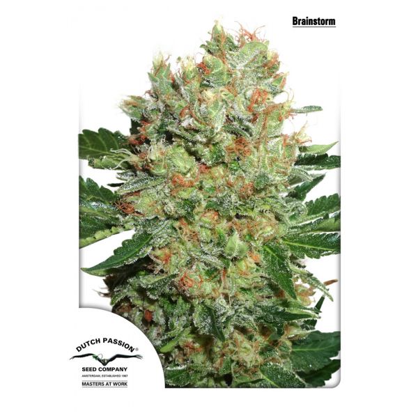 Brainstorm 