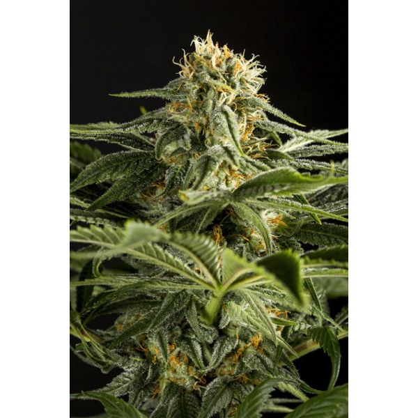 California Hash Plant