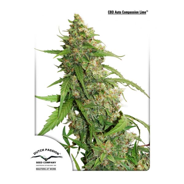 Auto CBD Compassion Lime