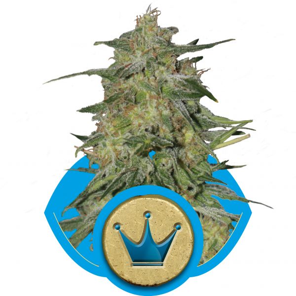 Royal Highness CBD