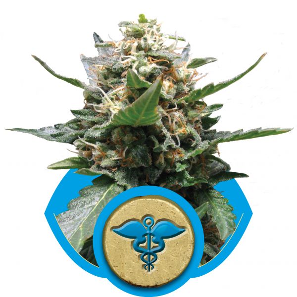 Royal Medic CBD 