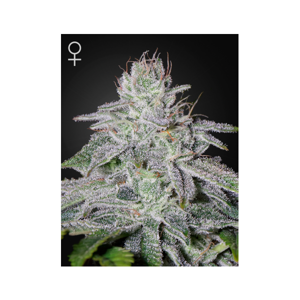 Auto Franco Lemon Cheese GH