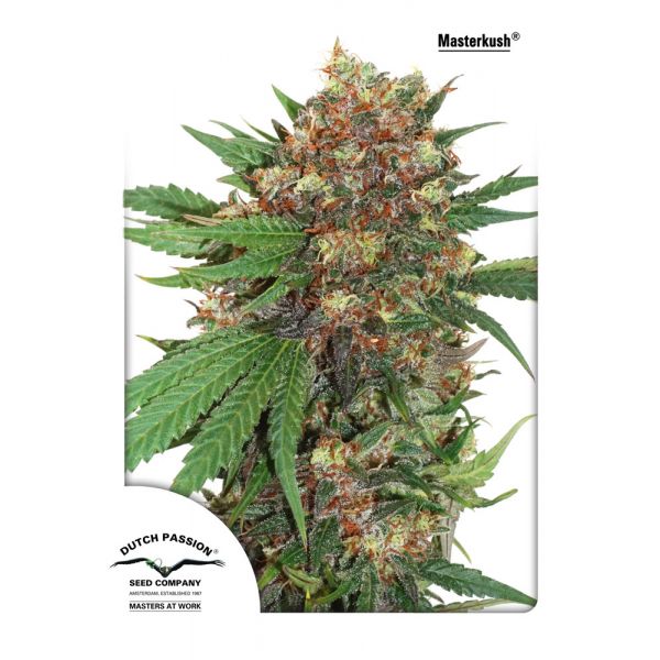 Master Kush 