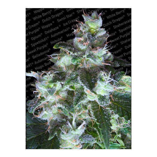 Original White Widow