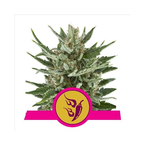 Speedy Chile Fast Flowering 