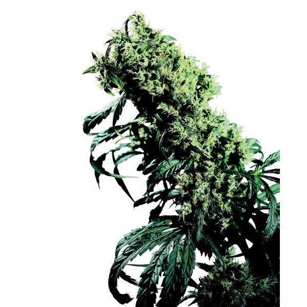 Northern Lights No.5 x Haze