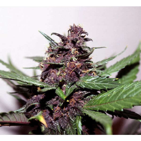 Swiss Dream Rose Auto CBD