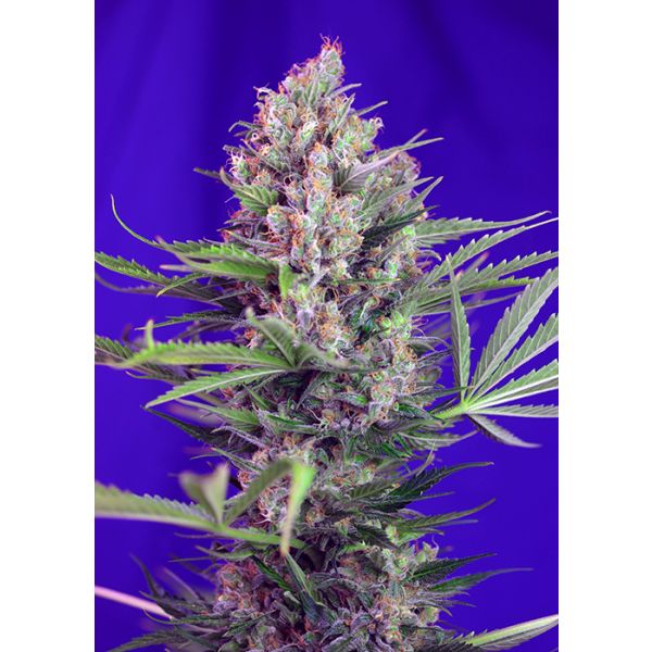 Cream Mandarine FV 