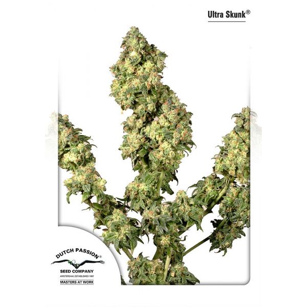 Ultra Skunk 