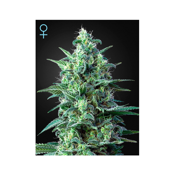 Auto CBD White Widow GH